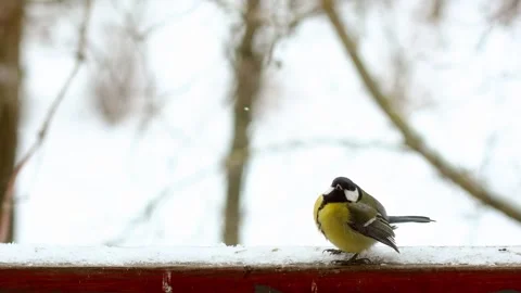 4K slow motion great tit titmouse (Parus major) on snowy railing in winter fo Stock Footage 327239532