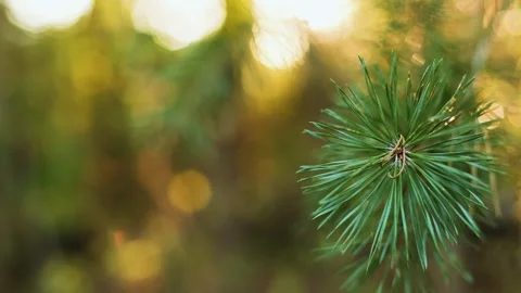4K slow motion of green pine branch needles at sunny forest background. Видео 346069162