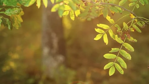 4K slow motion of green rowan leaves on a branch at sunset forest background. Video stock 346069129