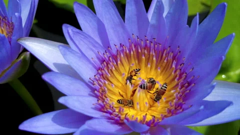 4k slow motion  group of bees are pollinating on the lotus pollen Stock Footage