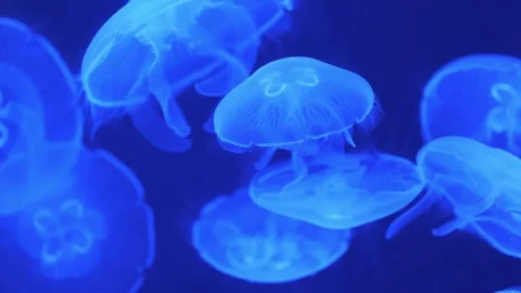 4K Slow Motion of a group of Moon Jellyfish Stock Footage 246248893