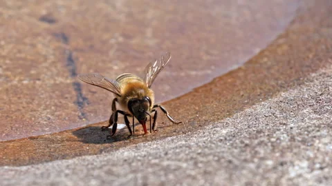 4k Slow motion honey bee cleans tongue proboscis with front legs Stock Footage 155282200