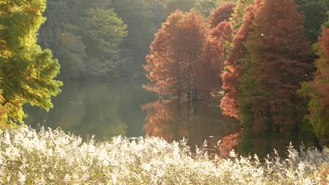 4K Slow Motion of Insects Around Bald Cypress Pond at Sunset. Stock Footage 314089502