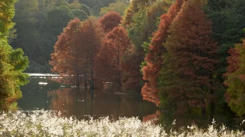 4K Slow Motion of Insects Around Bald Cypress Pond at Sunset. Stock Footage 314089507