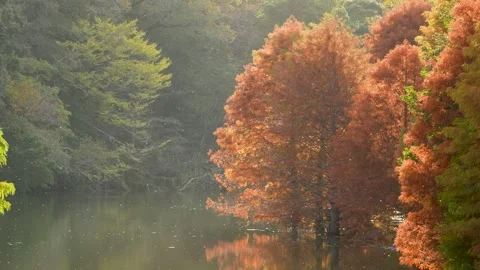 4K slow motion of insects flying around Bald Cypress by the pond at dusk. Stock Footage 315620987
