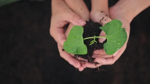 4k slow motion kid and adult hand together take care young seedling planting Stock Footage 125896541