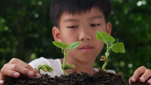 4k Slow motion kid pull little seedling from black soil Stock Footage 125142200