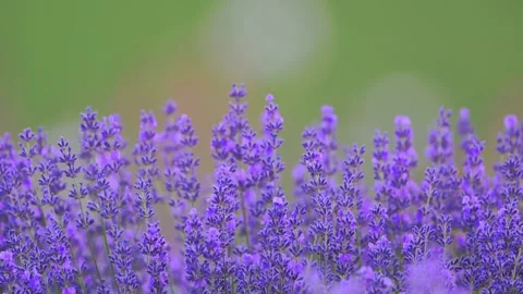 4K slow-motion lavender field with a soft green backdrop and dreamy bokeh. Stock Footage 291885259
