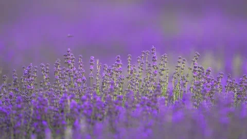 4K slow-motion lavender flowers with greenery in the background, captured on a Stock Footage 294701567