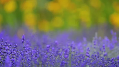 4K slow-motion lavender, lush green and yellow backdrop, and a soft blur for a Stock Footage 291892176