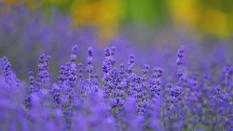 4K slow-motion lavender, lush green backdrop, and a soft blur for a dreamy vibe. Stock Footage 293361997