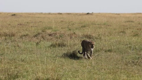 4K Slow Motion Leopard Walking Toward Camera | Big Cat Wildlife Scene Stock Footage 327923920