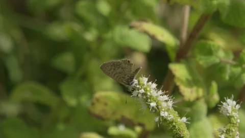 4k slow motion. Leptotes pirithous. Beautiful butterfly sipping on a flower Stock Footage 75424405