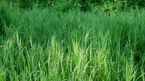 4K Slow Motion Long Green Grass Swaying In The Wind In Summer. Vidéo 197069586