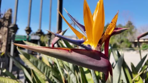 4K Slow Motion Macro Detail Of Strelitzia Reginae Flower Video stock 332274909