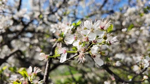 4K Slow Motion Macro Detail Of Spring Blossom Tree Rome Video stock 332274925