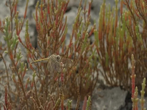 4k slow motion. Macro of dragonfly perched on a plant Stock Footage 75420329