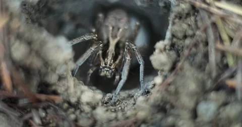 4k slow motion macro footage of a large spider hiding in a hole. Stock Footage 157751318