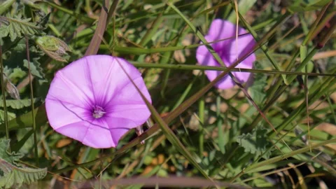 4K slow motion of Mallow Bindweed, purple blooming wildflowers - Tenerife, Spain Stock Footage 197392223