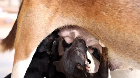 4K slow-motion moment capturing a newborn puppy gently nursing from mother. Stock Footage 341722610