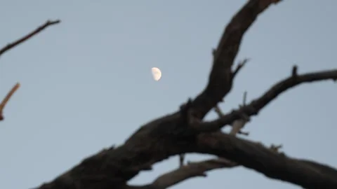 4k Slow Motion of the Moon and Tree Stock-Footage 292313736