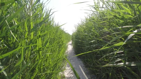 4K slow motion of moving through dunes grass and sand path with beautiful nat Video stock 204572418