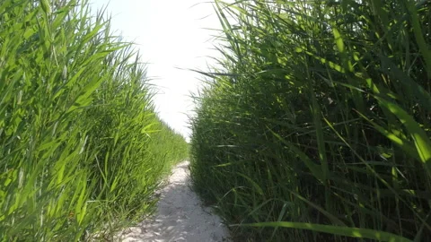 4K slow motion of moving through dunes grass and sand path with beautiful nat Stock Footage 204576681