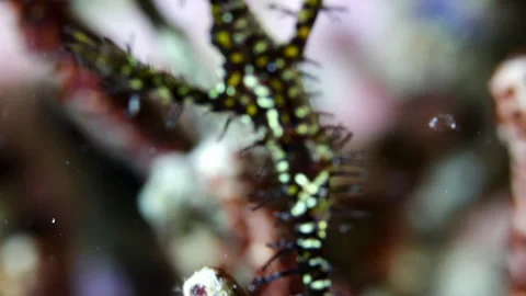4K Slow Motion Ornate Ghost Pipefish Camouflaged on Reef Macro Close-up Video stock 343015560