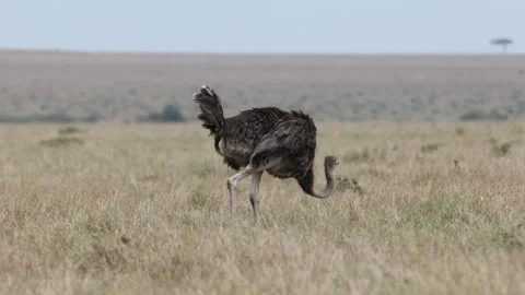 4K Slow Motion Ostrich Walking Across Grassland | Wildlife Behavior Scene Stock Footage 327921881
