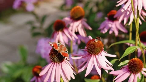 4K slow motion of a peacock butterfly and bumblebee on pink echinacea flowers Stock Footage 342663671