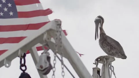 4k slow motion Pelican perched on ship in front of American flag - 100fps Stock Footage 170905307