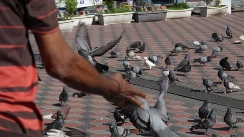 4K slow motion of a person throwing a piece of food to feed a flock of pigeons 스톡 동영상 337086702