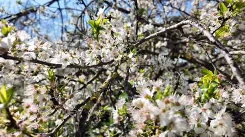 4K Slow Motion Perspective View Of White Fruit Tree Blossoms 動画素材 332274940