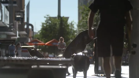 4K Slow motion pig statues at Rundle Mall Adelaide Stock Footage 102872061