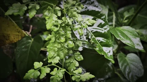 4K Slow Motion Rain on Forest Plant – Silent, Stable Tripod Shot Video stock 320976879