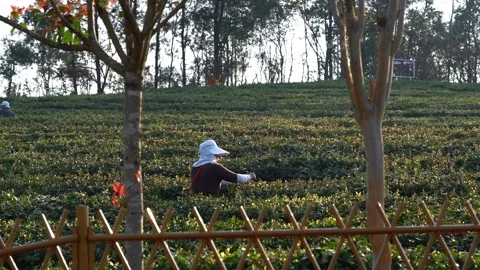 4K slow-motion real-shot video of spring tea picking and early tea leaves Stock-Footage 334600056