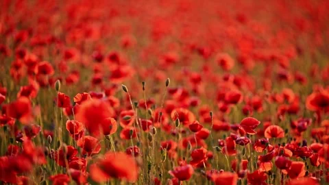 4K slow-motion of red poppies swaying in the breeze, capturing nature s elegance Stock Footage 295947666
