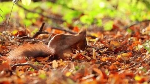 4K slow-motion of a red squirrel scurrying through vibrant autumn foliage. Stock Footage 292825065