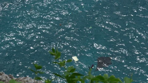4K slow motion of a reef manta ray swimming in heavily polluted ocean water 스톡 동영상 337087589