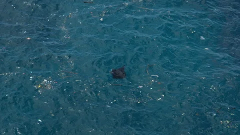 4K slow motion of a reef manta ray swimming in heavily polluted ocean water 스톡 동영상 337090338