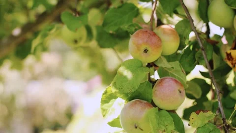 4K slow motion of ripe apples on a branch in sunny garden. Stock Footage 342663588