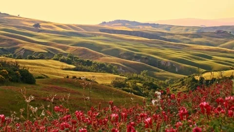 4K Slow Motion Rolling Tuscan Hills Vibrant Wildflowers Italy Vídeo Stock 332157227