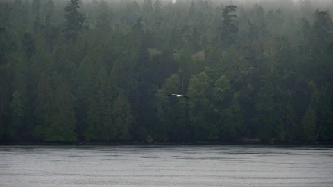 4K Slow Motion Sea Gull Aerial Bird Flying in Front of Forest Coastline Ocean Vidéo 80347209