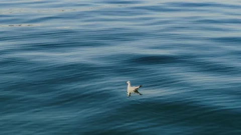 4K Slow-motion Seagull Resting on Water and Flying Vídeos de archivo 236278795
