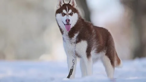 4K slow-motion shot of a winter husky, brown with blue and yellow eyes. Stock Footage 292681187