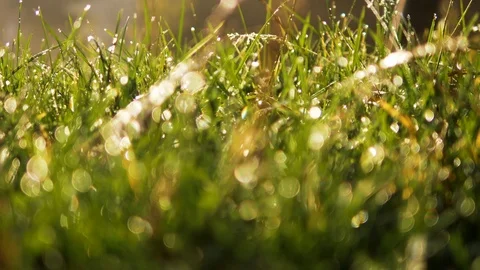 4k Slow motion slider blurred green grass with water drops. Defocused landscape Stock Footage 88623209