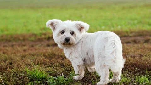 4K slow motion of a small white fluffy puppy looking back on a green field.. Video stock 346710807
