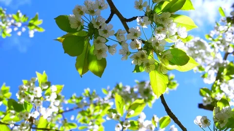 4K Slow Motion Spin Shot, White Cherry Blossoms and Blue Sky Macro Shot Stock Footage 75616591