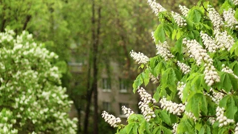 4k slow motion of spring rain falling on blooming horse chestnut trees. 스톡 동영상 334862587