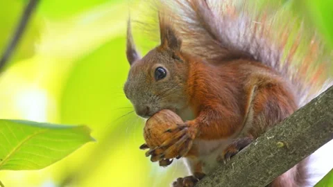 In 4K slow motion, a squirrel on a branch playfully holds an oversized walnut in Stock Footage 298233197